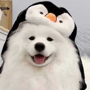 小狗乖乖小狗乖乖聪明活泼啊淘气又可爱是什么歌?