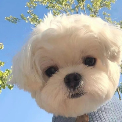 羡慕风 羡慕雨歌词 - 柽阿姨