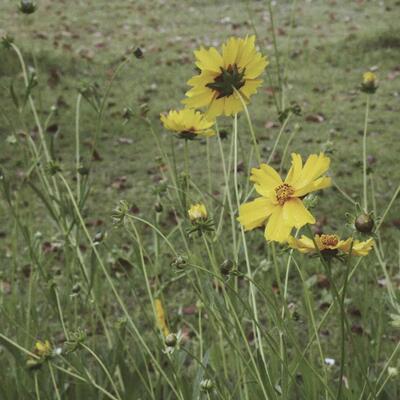 小镇姑娘歌词 - 你的九儿