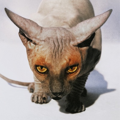 远虑歌词 - 傻子与白痴