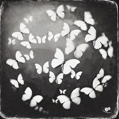 蝴蝶歌词 - step.jad依加