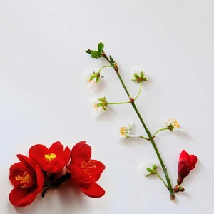 Roses歌词 - Chris James