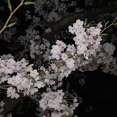 Bobina-Улетали Птицами(我知道你为了什么而来) - 江懿