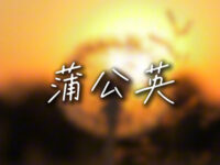 蒲公英歌词 - 卦者灵风