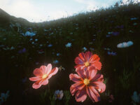 您的美丽像朵格桑花歌词 - 7Mi