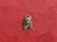 夜枕青山歌词 - 刘森