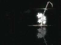 Suicide(凋零) - MerrinZephyr