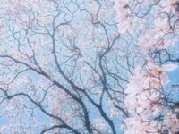 春Spring歌词 - BlackC