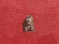 无人保卫我歌词 - 刘森