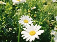 SpringThing(春雨你)歌词 - Veda