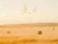 麦田歌词 - 邵帅